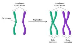 The two DNA molecules formed by DNA replication prior to cell division are considered to be sister chromatids until the splitting of the centromere at the start of anaphase. After this, they are individual chromosomes.