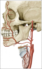 Name the major branches of the External Carotid A.