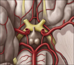 Name the vessels of the Circle of Willis