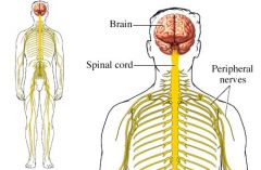 nervous system 