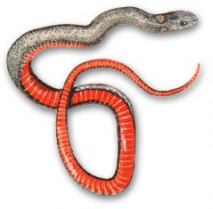 Northern Red Bellied Snake