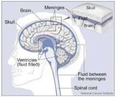 meninges and cerebralspinal fluid