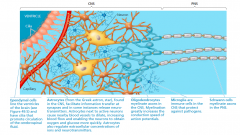 supporting cells that nourish neurons. today we know about furter influenceof the glia.