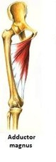 *Adducts and laterally rotates thigh 

Origin: pubis and ischium 
Insertion: femur (linea aspira) 