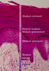 - Stratum Corneum / Cornified Layer
(Stratum Lucidum / Translucent Layer - only in palms and soles)
- Stratum Granulosum / Granular Layer
- Stratum Spinosum / Spinous Layer
- Stratum Basale / Basal Layer