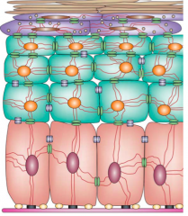 Connect to desmosomes and hemidesmosomes to form the cytoskeleton network of the epidermis