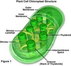 A chloroplast is an organelle found in plants and algae that absorbs sunlight and uses it to drive the synthesis of organic compounds (sugars) form carbon dioxide and water