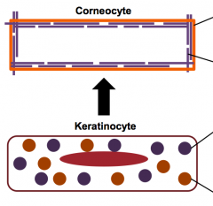 What forms the "bricks" and "mortar" of the corneocyte?