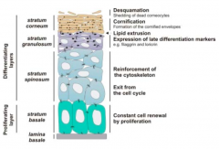 1. Differentiation of stem cells into keratinocytes and separation from BM
2. Keratinocyte migrates to skin surface and flattens out, losing its water content
3. Lamellar granules and keratohyaline granules start to form
4. Keratinocyte becomes...