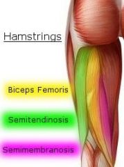 *Span hip joint to move femur 

1. Semimembranosus 
2. Semitendinosus 
3. Biceps Femoris