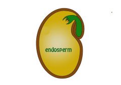 Endosperm= inside seed
