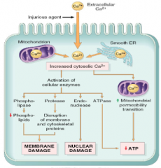 Phopholipases activated -> destroy membrane
proteases activated -> destroy cytoskeleton -> destroy membrane
endonucleases activated -> destroy DNA/chromatin fragmentation
ATPases activated -> ATP depletion

Mitochondrial permeability transiti...