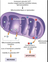 With mitochondrial permeability transition -> membrane potential (proton gradient) is lost -> cannot make ATP -> necrosis

Cytochrome c and other pro-apoptotic proteins escape -> apoptosis