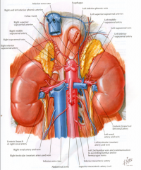 Aorta to left of and slightly posterior to IVC. 

Renal arteries arise directly from aorta just below the superior mesenteric artery.

RRA longer; passes posterior to IVC, RRV, and head of pancreas.

LRA posterior to LRV and body of pancreas...