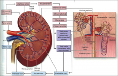 Renal artery--> segmental--> interlobar--> arcuate--> interlobular--> afferent arteriole to glomerulus--> efferent arteriole--> peritubular capillary system--> interlobular vein.