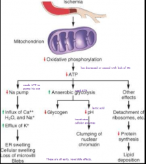 mitochondria cannot make ATP (no O2 to accept electrons) -> 
1 increased anaerobic glycolysis -> lactic acid -> lowers pH -> impairs intracellular enzymes
2 Na/K pumps fail -> influx of Na and H2O

These are all early stage- if oxygen restored...