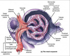 *Afferent arteriole--> glomerular capillary--> efferent arteriole.
*JG cells produce RENIN!
*Glomerulus has a VASCULAR pole opposite a TUBULAR pole.