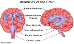 Lateralventriklerne strækker sig bueformet gennem det indre af de cerebrale hemisfærer fra frontallappen fortil og ned i temporallappen bagtil. De kommunikerer med 3. ventrikel via foramen interventriculare, som ligger i midtlinjen mellem de to...