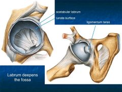 = Ligamentum teres,
pelvis -> fovea capitis
inside: a. of the head of the femur