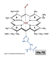 - Bound to the four Nitrogen of the heme group
- One molecule of O2 can bind
- Also bound to His F8