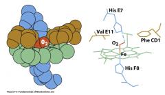 The heme group is packed between hydrophobic side chains of Val E11 and Phe CD1
** when O2 is bound to the Fe(II), it also interacts with the NE2 of the imidazole of HisE7