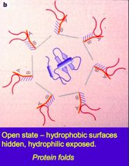 Hydrophilic residues exposed


Hydrophobic surfaces hidden