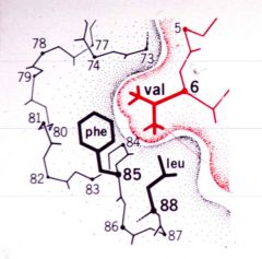 Glutamate (glutamic acid) goes to valine. 


This causes proteins to aggregate.