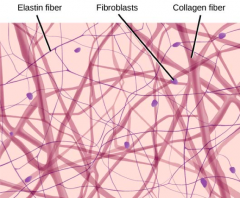 - Collagen
- Elastic fibers
- Extrafibrillar matrix
