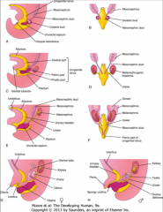 *Note the allantois and the cloaca.

*The bladder, urethra, prostate, and bulbourethral glands form from the UG sinus.

*The distal portion of the mesonephric duct which is  now part of the vas deferens enters the prostatic urethra. 

*The s...