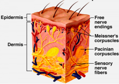 - Course along the superficial and deep vascular plexuses
- Autonomic motor nerves innervate endothelial cells to control tone, smooth muscles of hair follicle to control pilomotor response, and eccrine glands to mediate sweating
- Somatic senso...