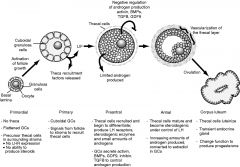 Cycle Development from primodial follicle to corpus luteum