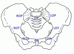 Positions of the fetal head (pelvis diagram)