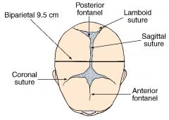 fontanelles of the fetal head