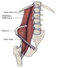 (a) Quadratus lumborum
(b) Iliacus & (c) Psoas major: distal ends pass into thigh and act as hip flexors