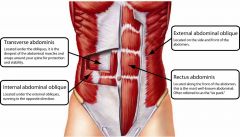Lateral: transversus abdominis is oriented horizontally
internal oblique is angled upwards
external oblique is angled downwards (like pockets)

Anterior: rectus abdominis spans distance between inferior thoracic wall and pelvis