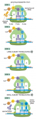 1. the 2 subunits of the ribosome come together on an mRNA molecule (usually at beginning = 5' end)
2. mRNA is pulled through the ribosome (like a long piece of tape)
3. As the mRNA moves through the ribosome, the ribosome translates the nucleotid...