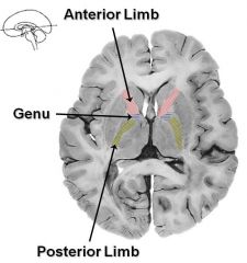 The anterior limb, posterior limb and genu