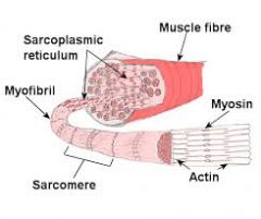 -fascicle=bundle of muscle fibers surrounded by connective tissue
-muscle fibers= cells that make up fascicle
-myofibrils= make up muscle fibers, run lengthwise
-sarcolemma= plasma membrane around muscle fibers, extend into cells to connect myo...
