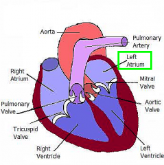 The chamber into which the pulmonary veins empty
