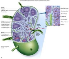 Parenchyma: lymphocytes and APC

Stroma: reticular CT