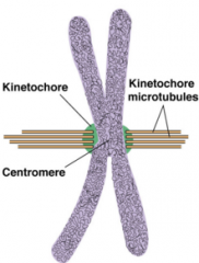 Complex of proteins associated with centromere of chromosome during cell division, to which microtubules of spindle attach.