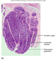 epithelial cells

pathogen get into tonsillar crypts and encounter lymphocytes
