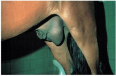 Ovenstående figur viser inguinalt hernie med hævelse i regio scrotalis.
Et ingiunalt hernie er relativt almindeligt forekommende hos mange dyrearter, fx. hest og gris, hvor det oftest ses som et såkaldt "indirekte" hernie, hvor dele af mesent...