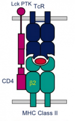 Hvilke T-celler har CD4+ TCR(T-celle Reseptor) og hvilke funksjoner har de?