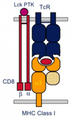 Hvilke T-celler har CD8+ TCR(T-celle Reseptor) og hvilke funksjoner har de?
