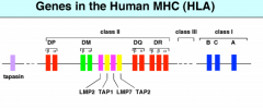 -on chromosome 6
-Class I genes encoded by HLA-A, B, C loci
-Class II genes encoded by HLA-DP, -DQ, -DR loci
-Class III genes encode components of complement system, cytokines, heat shock proteins, antigen processing involved products
-inherit...