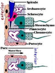 -pinacocyte= flattened cells, line external surfaces and some internal surfaces, protective function, regulate pore size
-archaeochye (amoebocyte)= amoeboid cells. move around in mesohyl, digest and distrubute food (intracellular digestion, can b...
