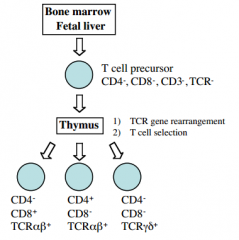 Progenitor cells derived from stem cells in bone marrow enter thymus, develop into mature T lymphocytes.
-during maturation, T cells rearrange their T cell receptor genes to produce functional T cell receptor complex, and undergo process of posit...
