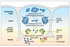 Immature T cells enter thymus in subcapsular region
-do not express TCR, CD3, CD4, CD8
-Immature thymocytes referred to as double negatives
-rearrangement of TCR genes, TCR complexes with CD3 at cell surface
-Express both CD4 and CD8 (double p...