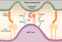 CD4+:
TCR/MHC II
ICAM-1/LFA-1
CD28/CD80eller86(cytokinfrigivelse)
CD40/CD40L(Ig-skift)
CD8+:TCR/MHC I
ICAM-1/LFA-1
CD80/CD28
CD48/CD2
